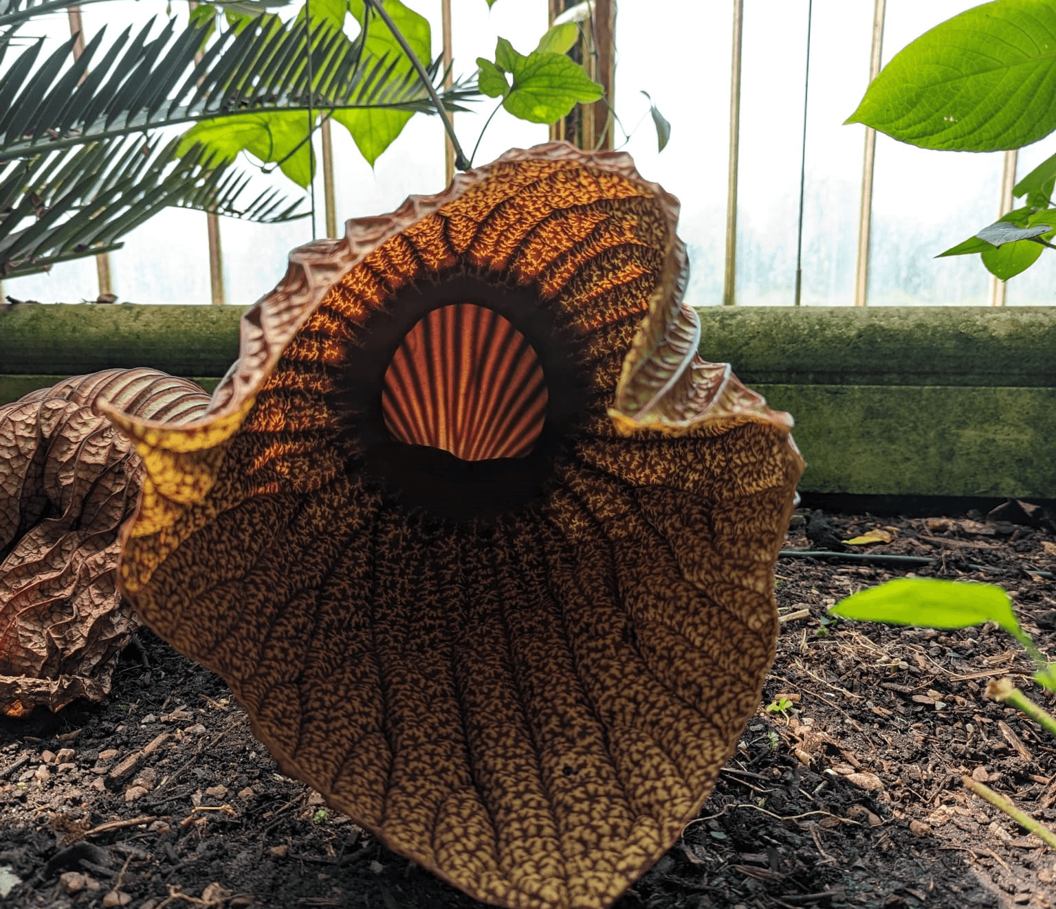 Aristolochia goldieana 