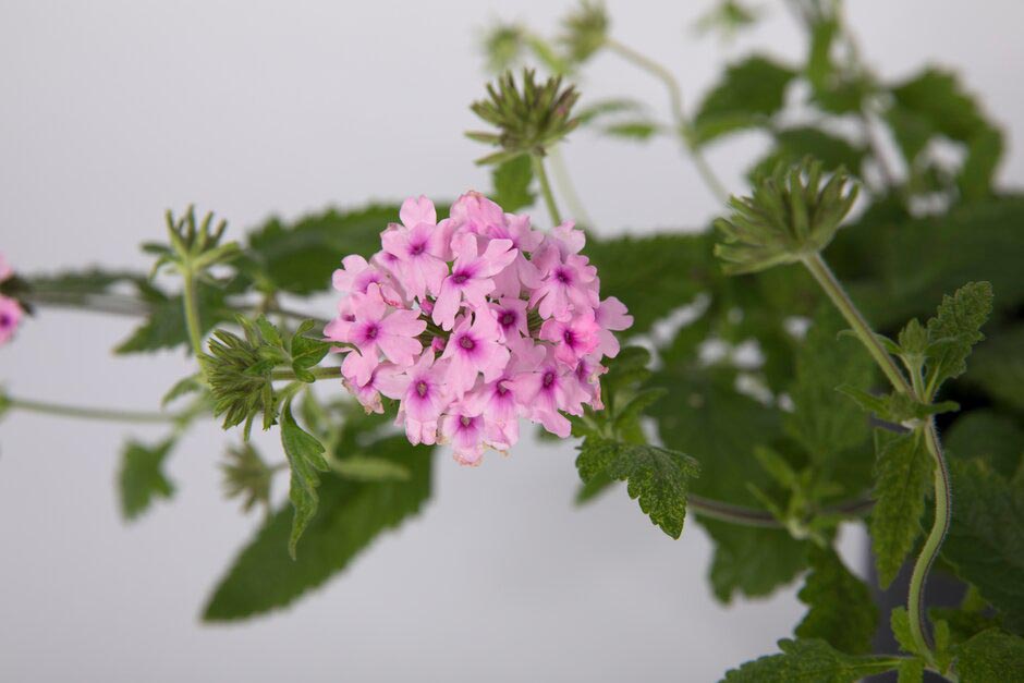Glandularia 'Margarets Memory'. Shortlisted for Chelsea Plant of the Year. RHS Chelsea Flower Show 2021. RHS / Sarah Cuttle