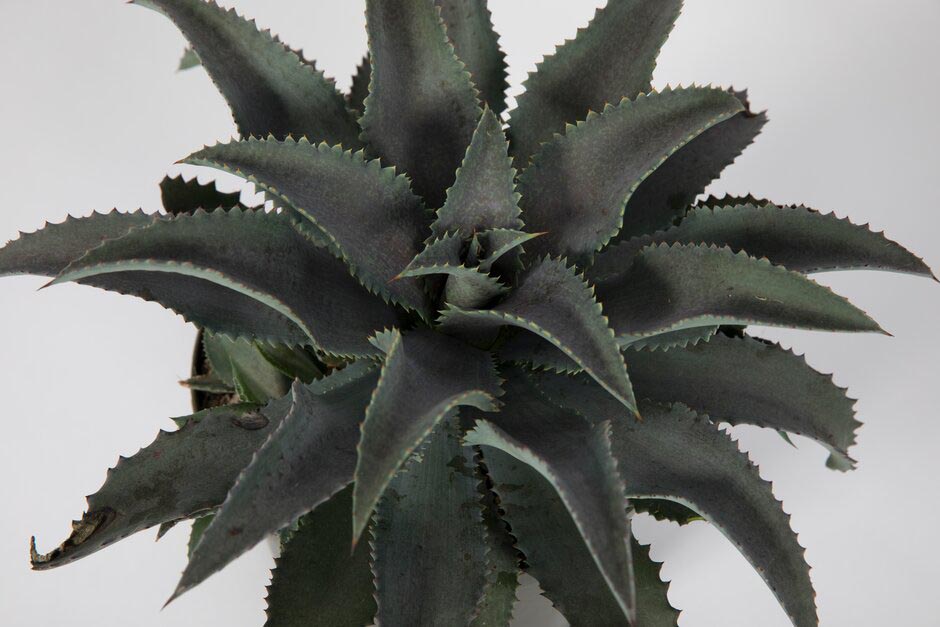 Mangave 'Silver Fox'. Shortlisted for Chelsea Plant of the Year. RHS Chelsea Flower Show 2021. RHS / Sarah Cuttle