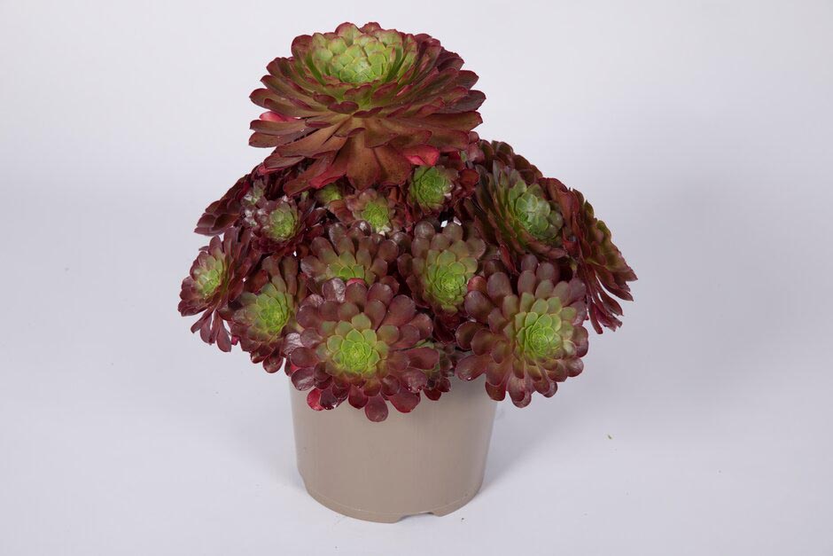 x Semponium 'Sienna'. Shortlisted for Chelsea Plant of the Year. RHS Chelsea Flower Show 2021. RHS / Sarah Cuttle