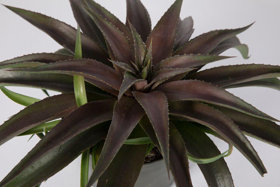 Mangave 'Red Wing'. Shortlisted for Chelsea Plant of the Year. RHS Chelsea Flower Show 2021. RHS / Sarah Cuttle