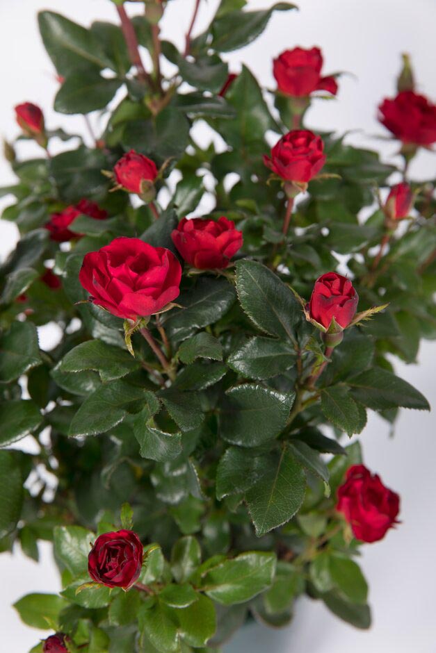 Rosa 'Zepeti'. Shortlisted for Chelsea Plant of the Year. RHS Chelsea Flower Show 2021. RHS / Sarah Cuttle