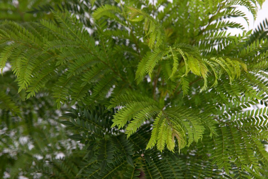 Jacaranda mimosifolia 'Bonsai Blue'. Shortlisted for Chelsea Plant of the Year. RHS Chelsea Flower Show 2021. RHS / Sarah Cuttle