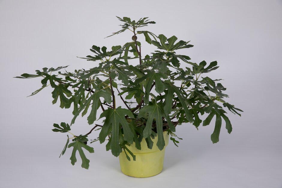 Ficus carica 'Little Miss Figgy'. Shortlisted for Chelsea Plant of the Year. RHS Chelsea Flower Show 2021. RHS / Sarah Cuttle