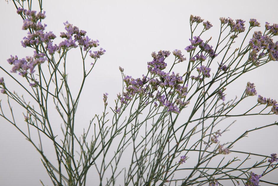 Limonium Gmelinii 'Dazzle Rocks'. Shortlisted for Chelsea Plant of the Year. RHS Chelsea Flower Show 2021. RHS / Sarah Cuttle