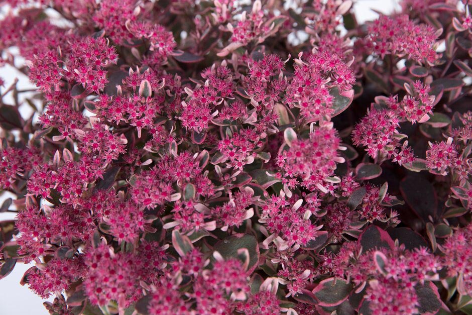 Hylotelephium 'Dream Dazzler'. Shortlisted for Chelsea Plant of the Year. RHS Chelsea Flower Show 2021. RHS / Sarah Cuttle