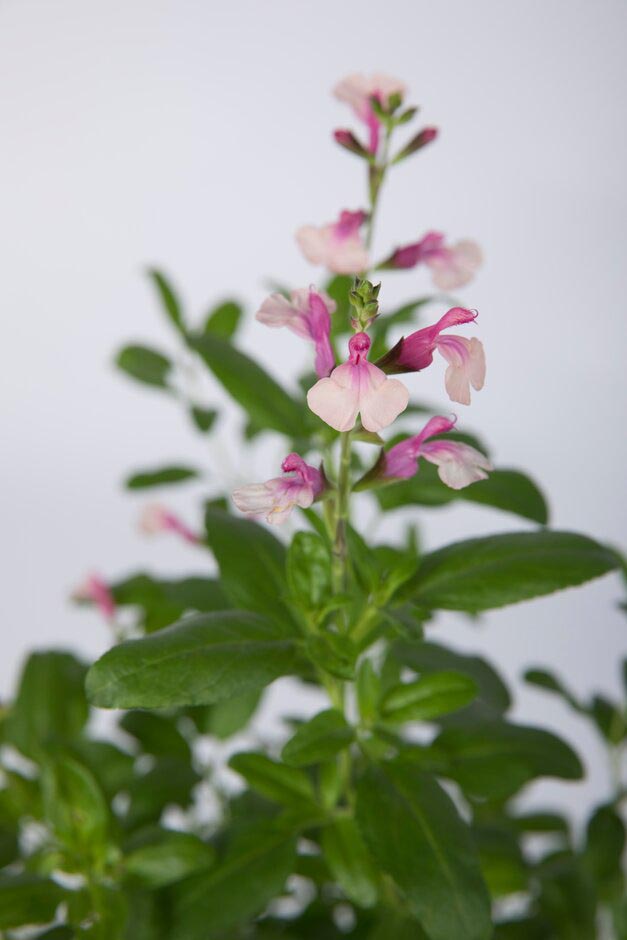 Salvia microphylla 'Gold and Wine'. Shortlisted for Chelsea Plant of the Year. RHS Chelsea Flower Show 2021. RHS / Sarah Cuttle