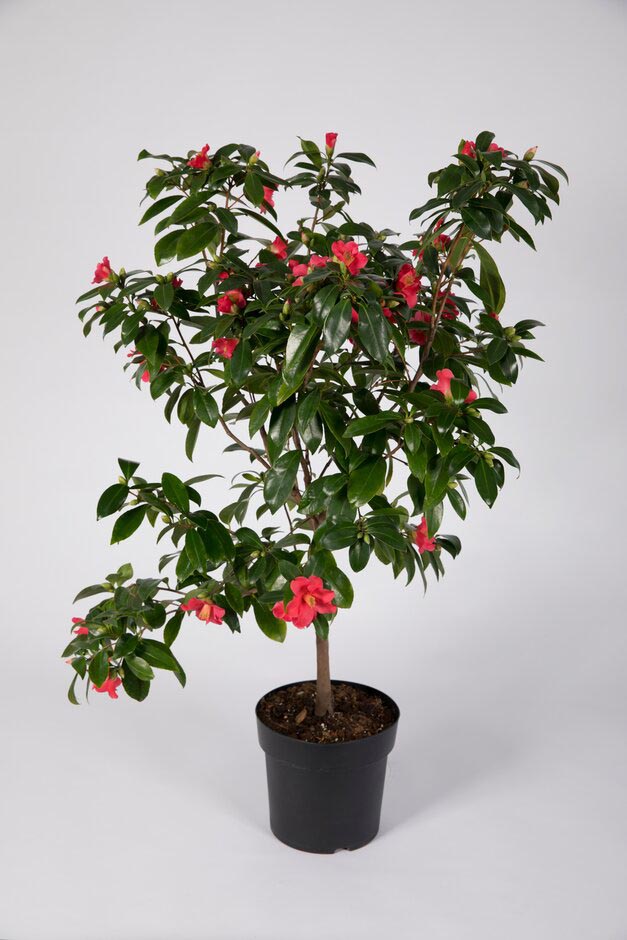 Camellia 'Summer Nights Jasmine'. Shortlisted for Chelsea Plant of the Year. RHS Chelsea Flower Show 2021. RHS / Sarah Cuttle
