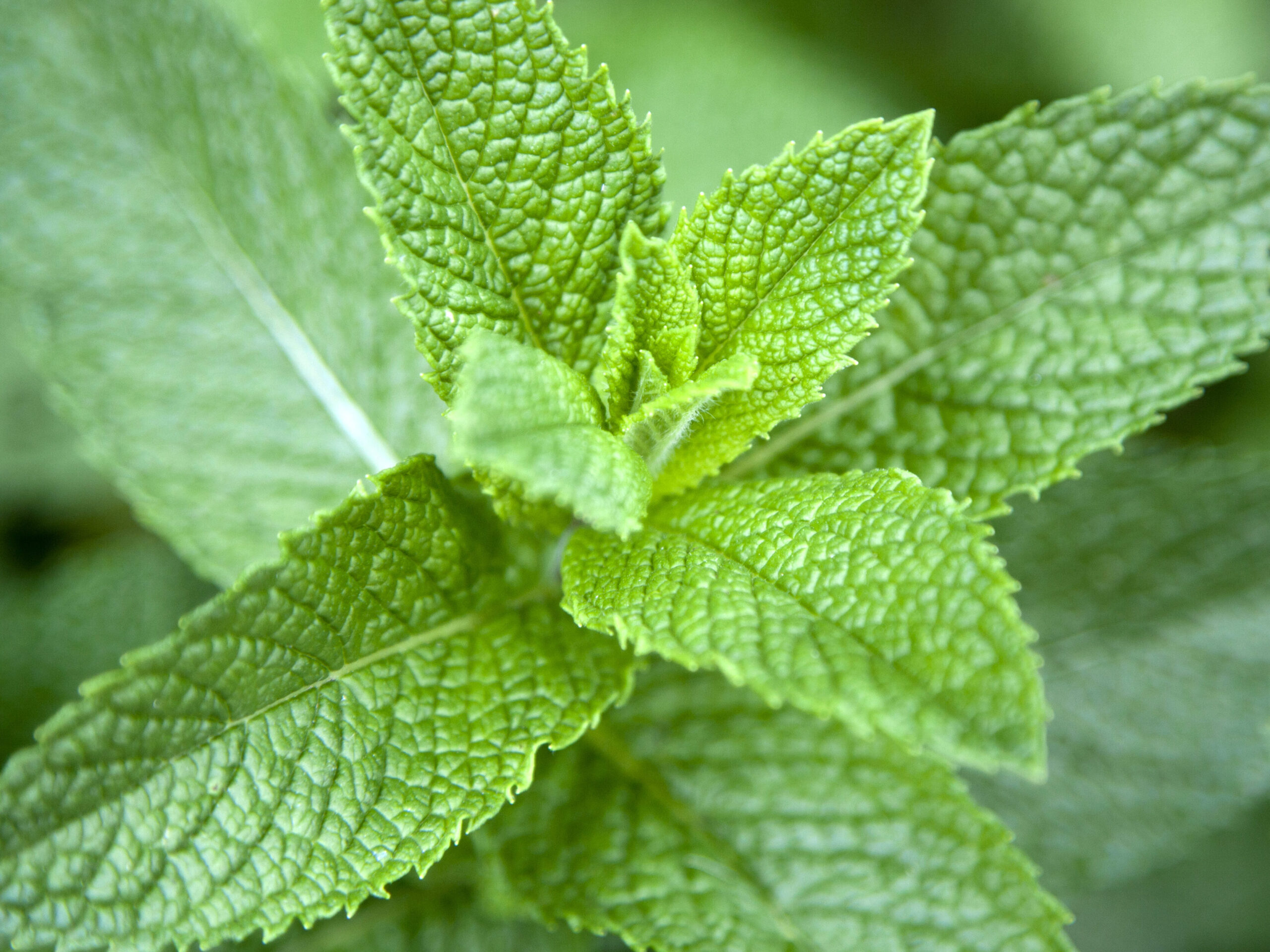 Garden mint