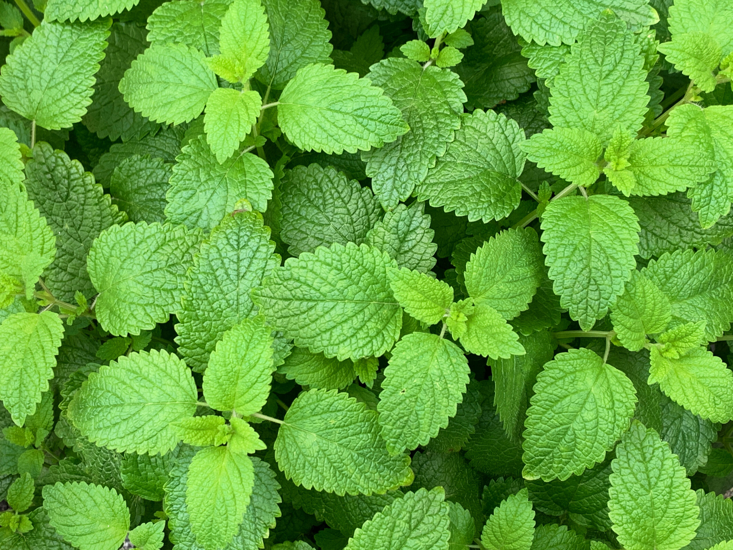 Lemon balm