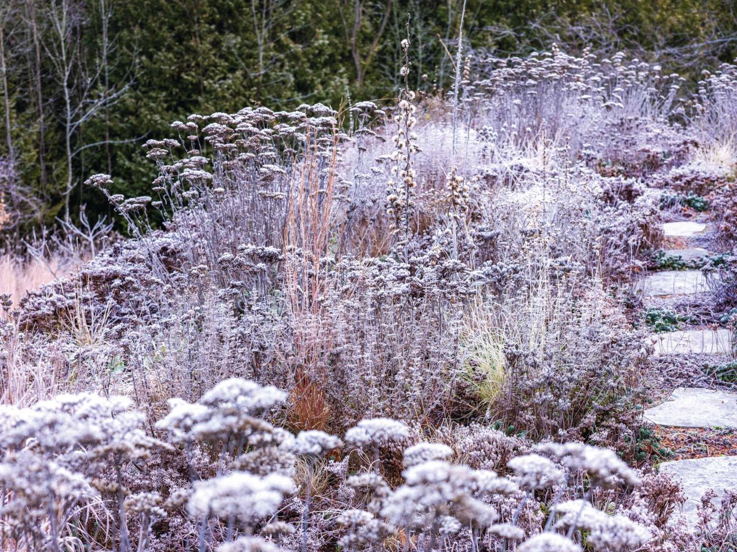 Tony Spencer's green roof in winter