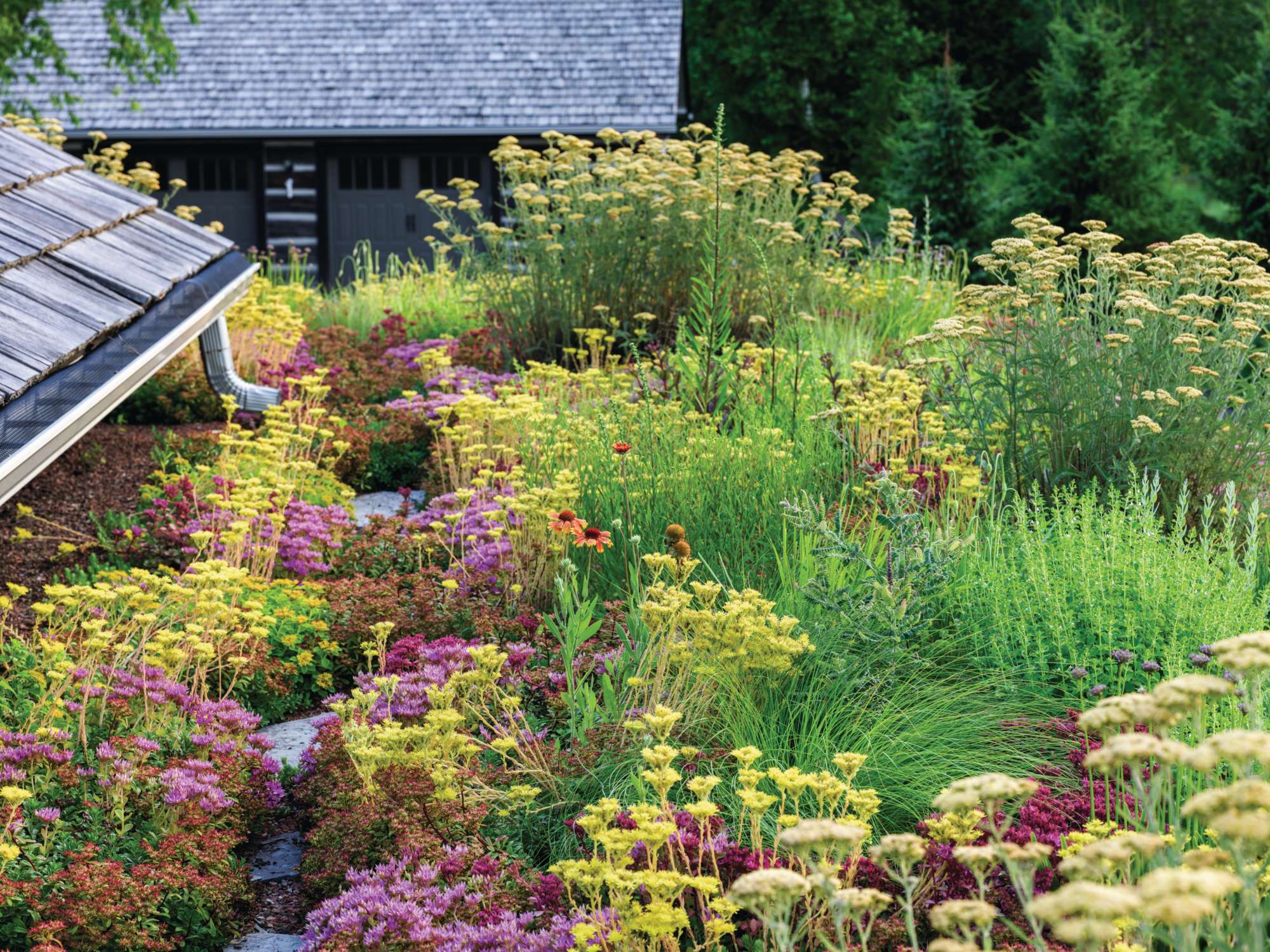 Tony Spencer's green roof in summer