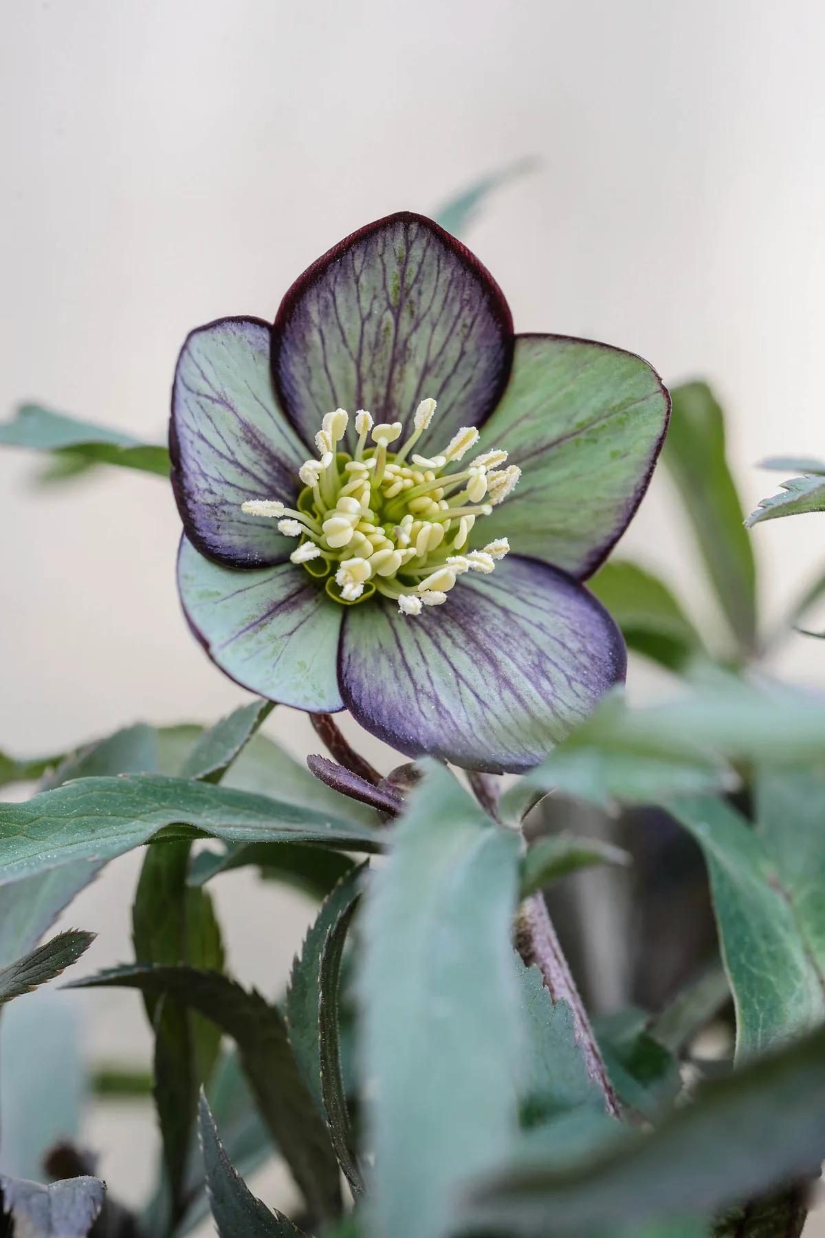 Helleborus torquatus Helleborus torquatus