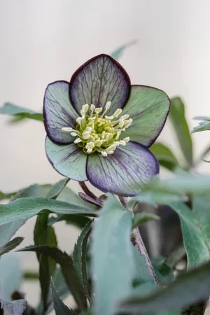 Helleborus torquatus Helleborus torquatus