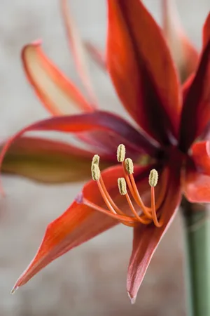 Hippeastrum 'Merengue' Hippeastrum 'Merengue'