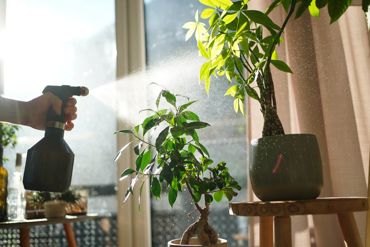 Misting house plants Misting house plants