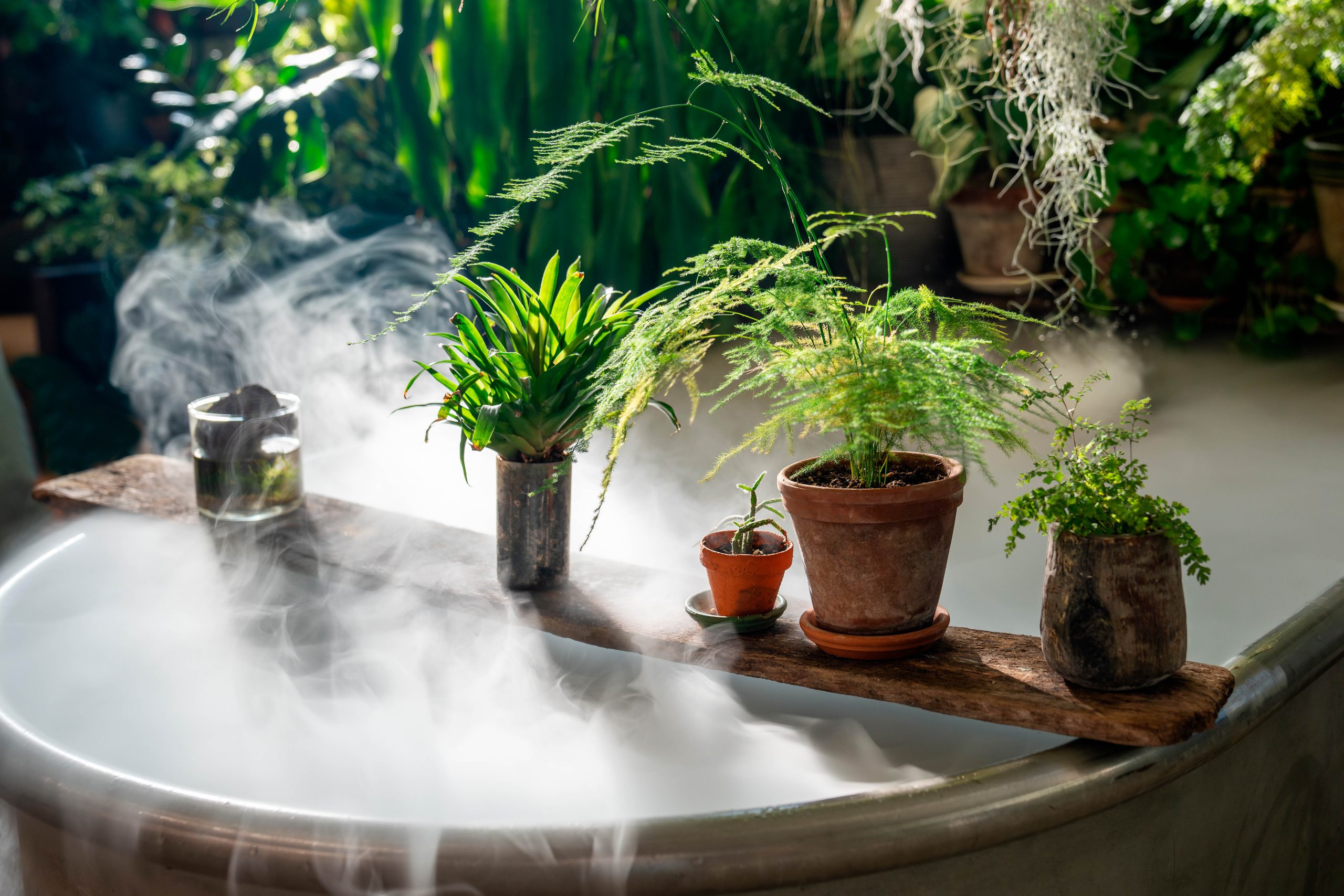 A humidifier around houseplants