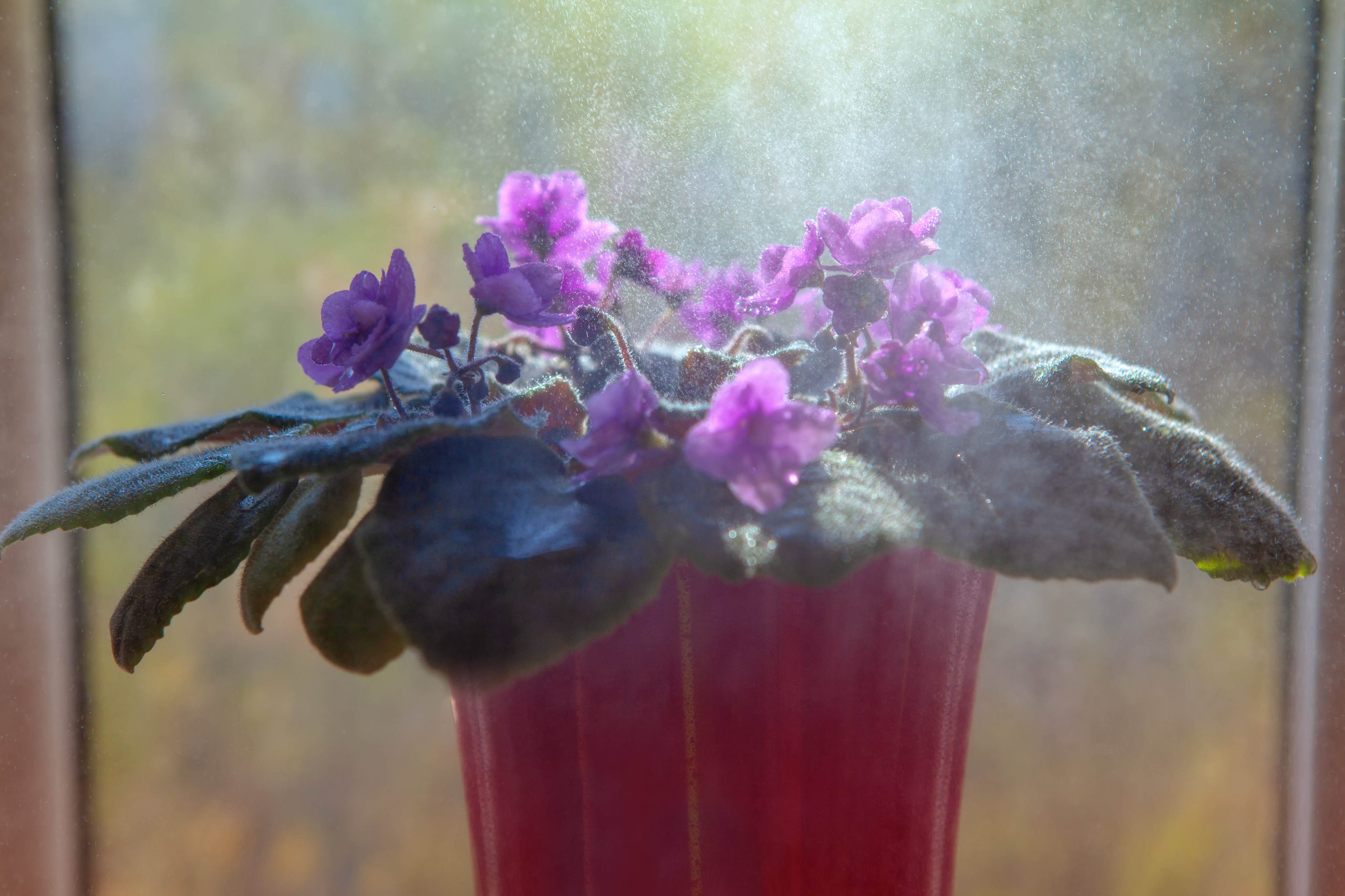 Humidity around an African violet
