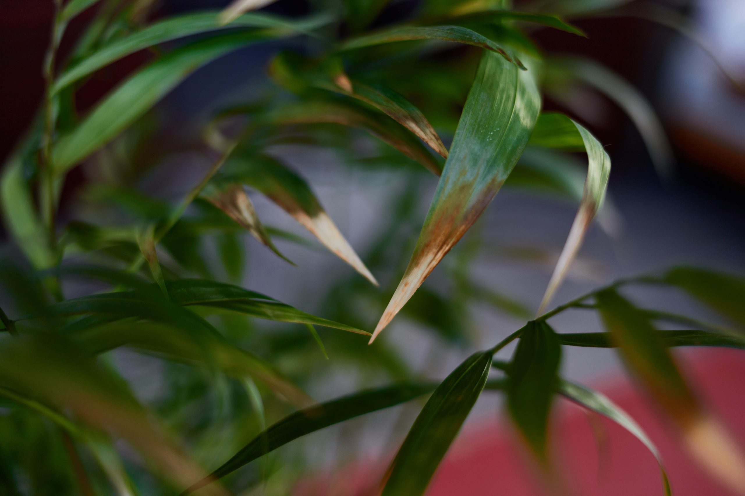 Brown leaf tips on a houseplant