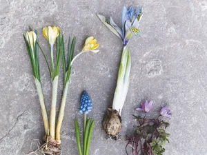 Forcing Bulbs Containers Bulbs that are great for forcing