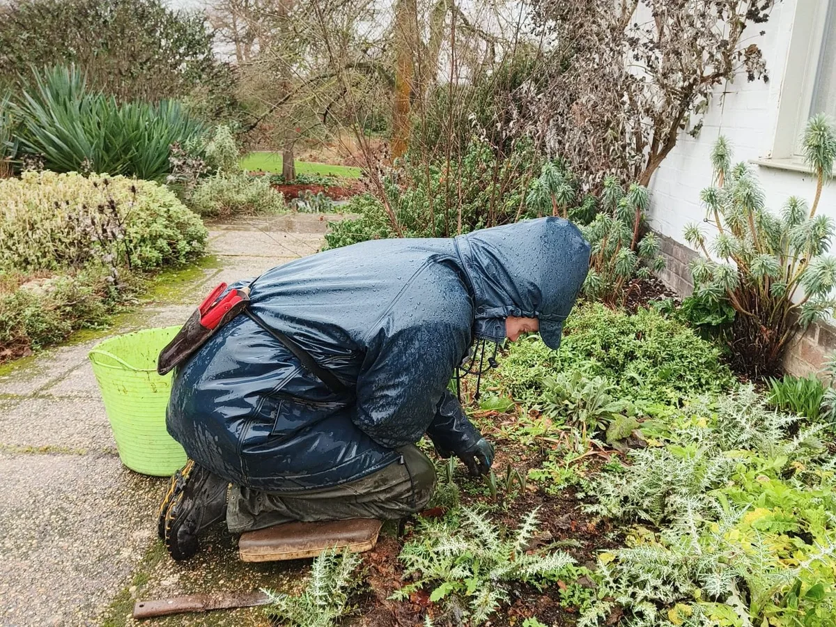 66d53874-b088-433a-8b52-c32f45366920 Gardening in the rain at Beth Chatto Gardens © Mattie O'Callaghan