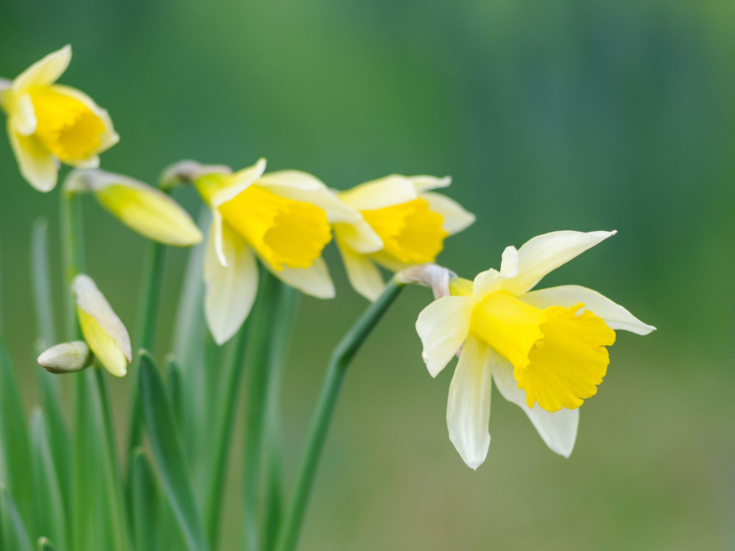 Narcissus pseudonarcissus lobularis