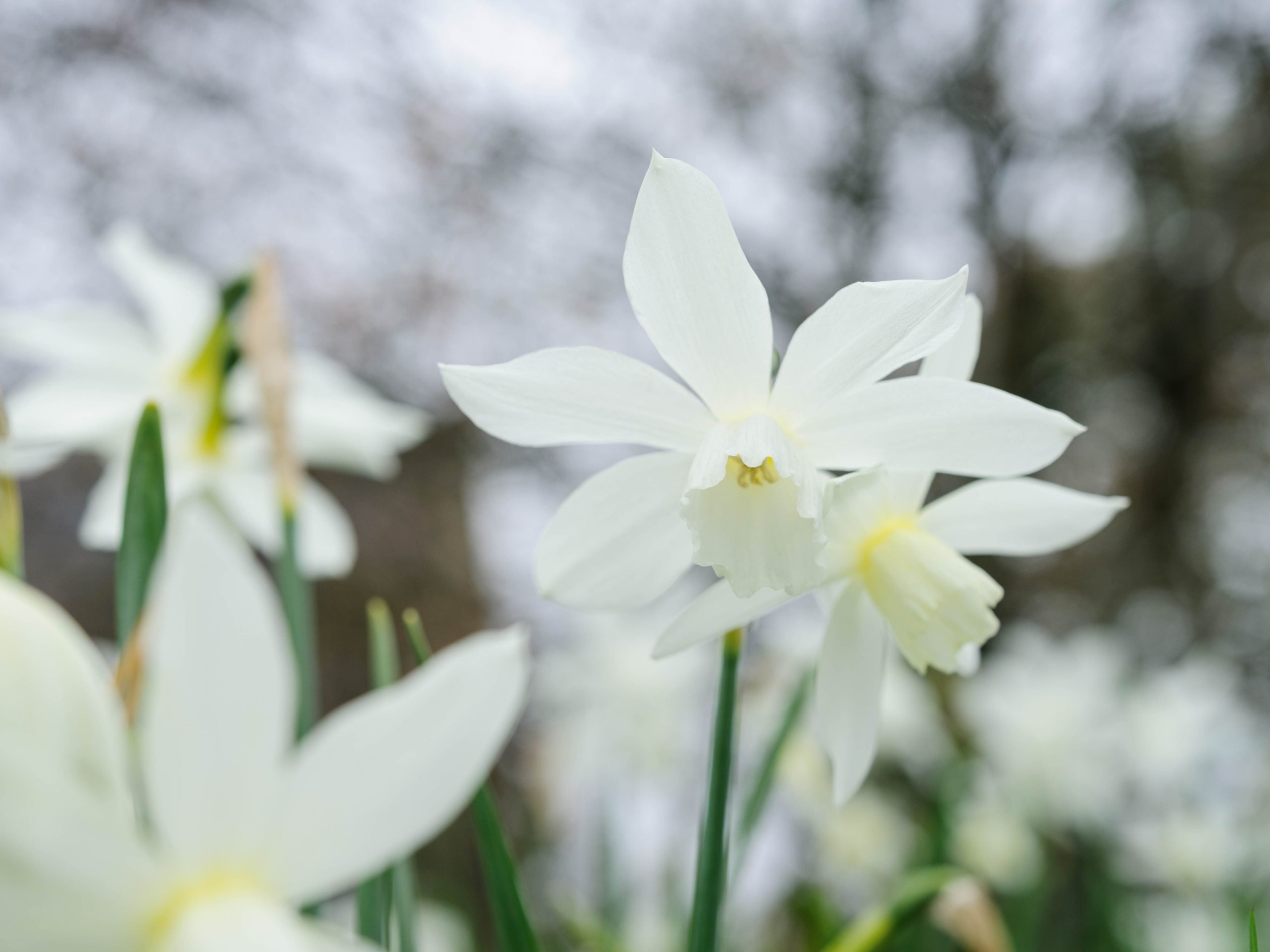 Narcissus ‘Thalia’