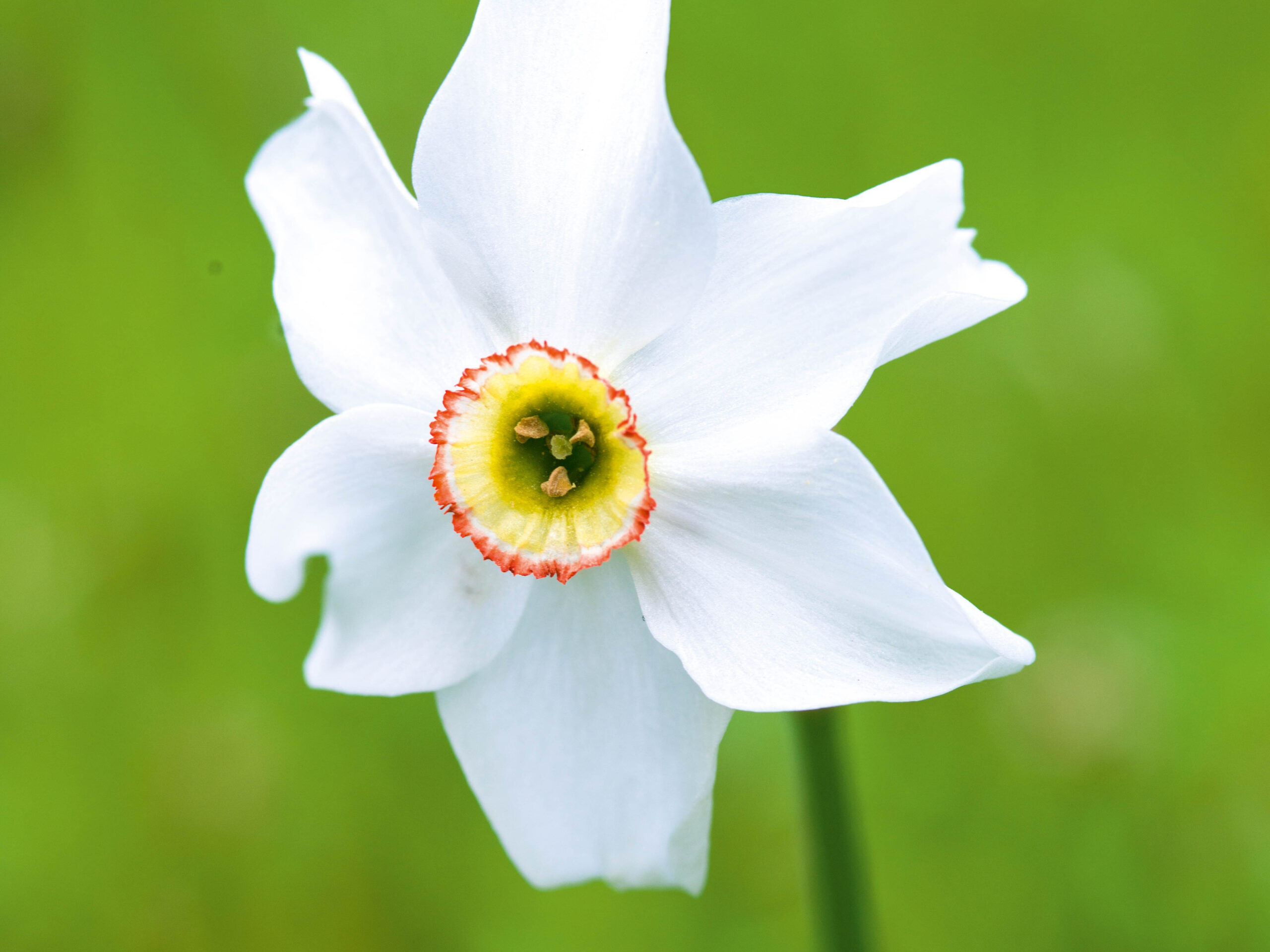 Narcissus poeticus 'Actaea'