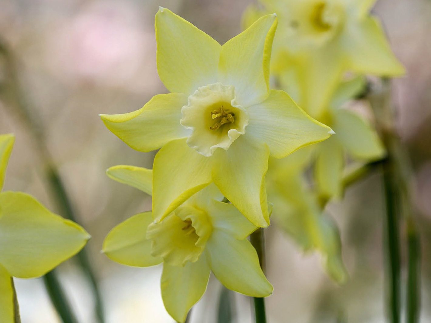 Narcissus 'Pipit'