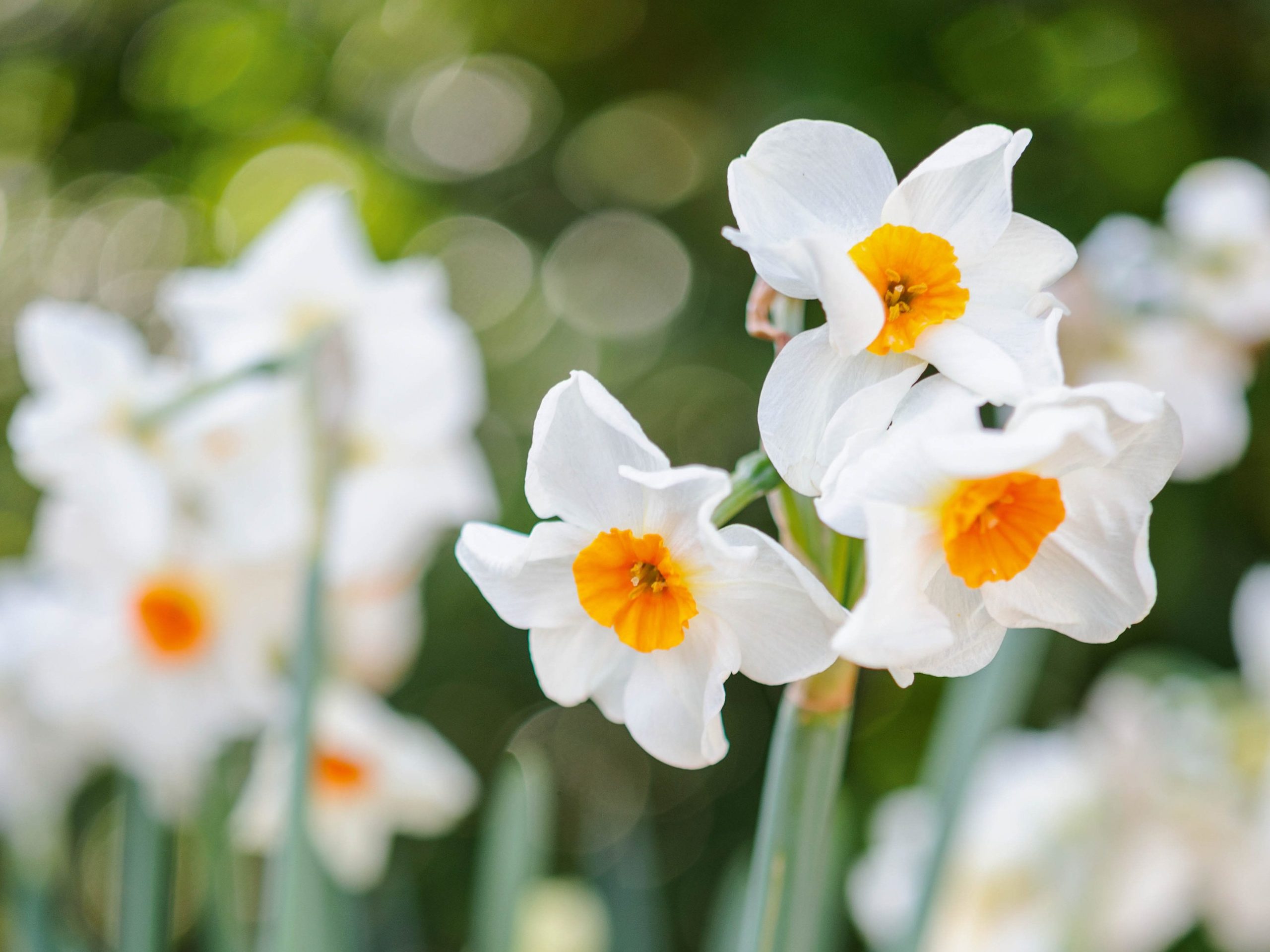Narcissus 'Cragford'