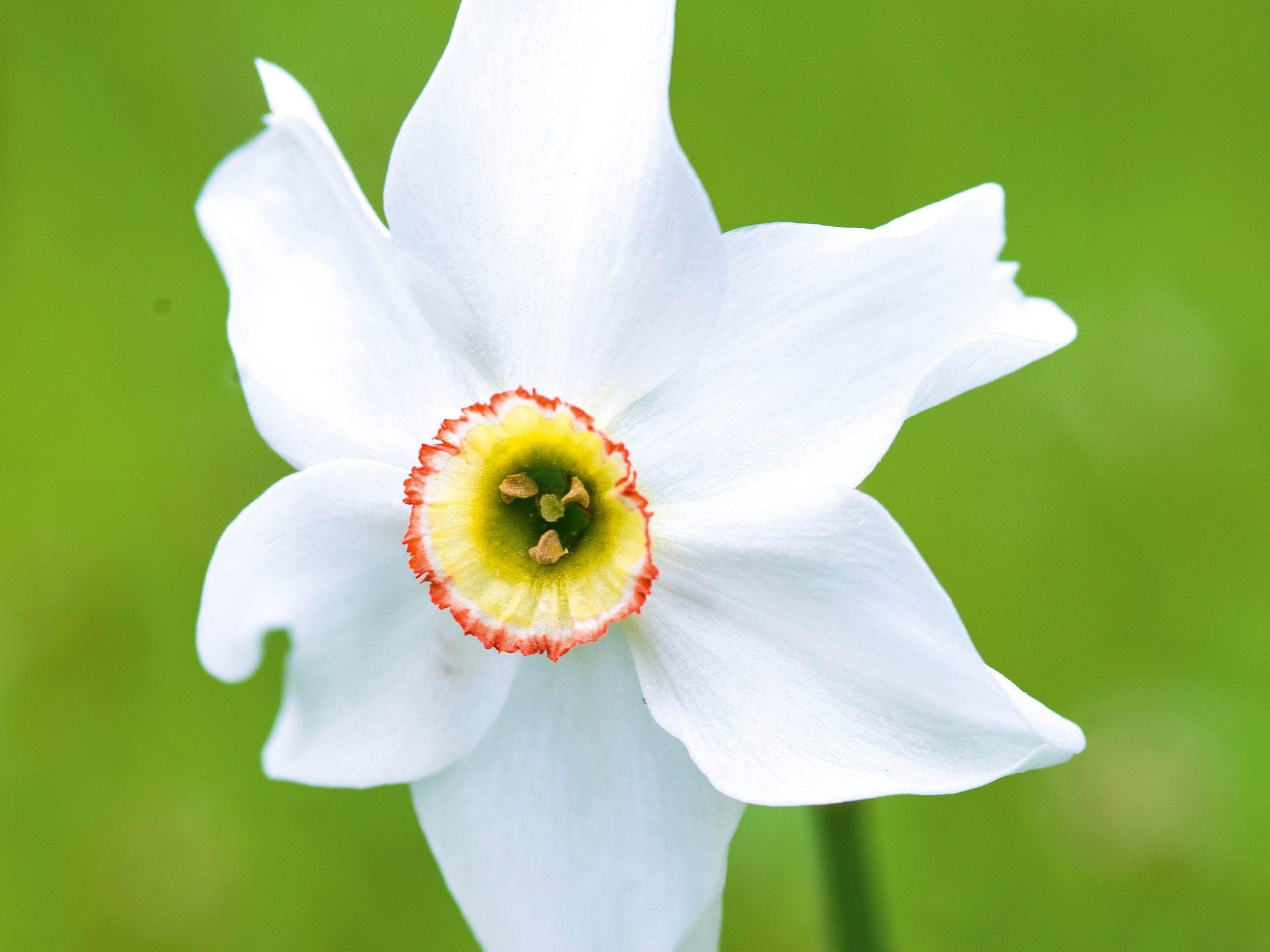 Narcissus poeticus 'Actaea'