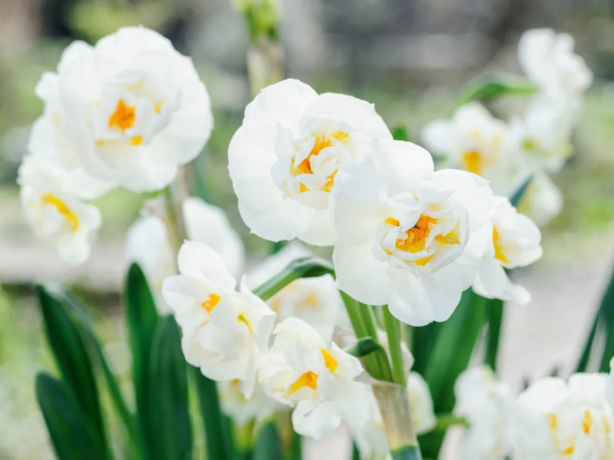 Narcissus 'Bridal Crown' Narcissus 'Bridal Crown'