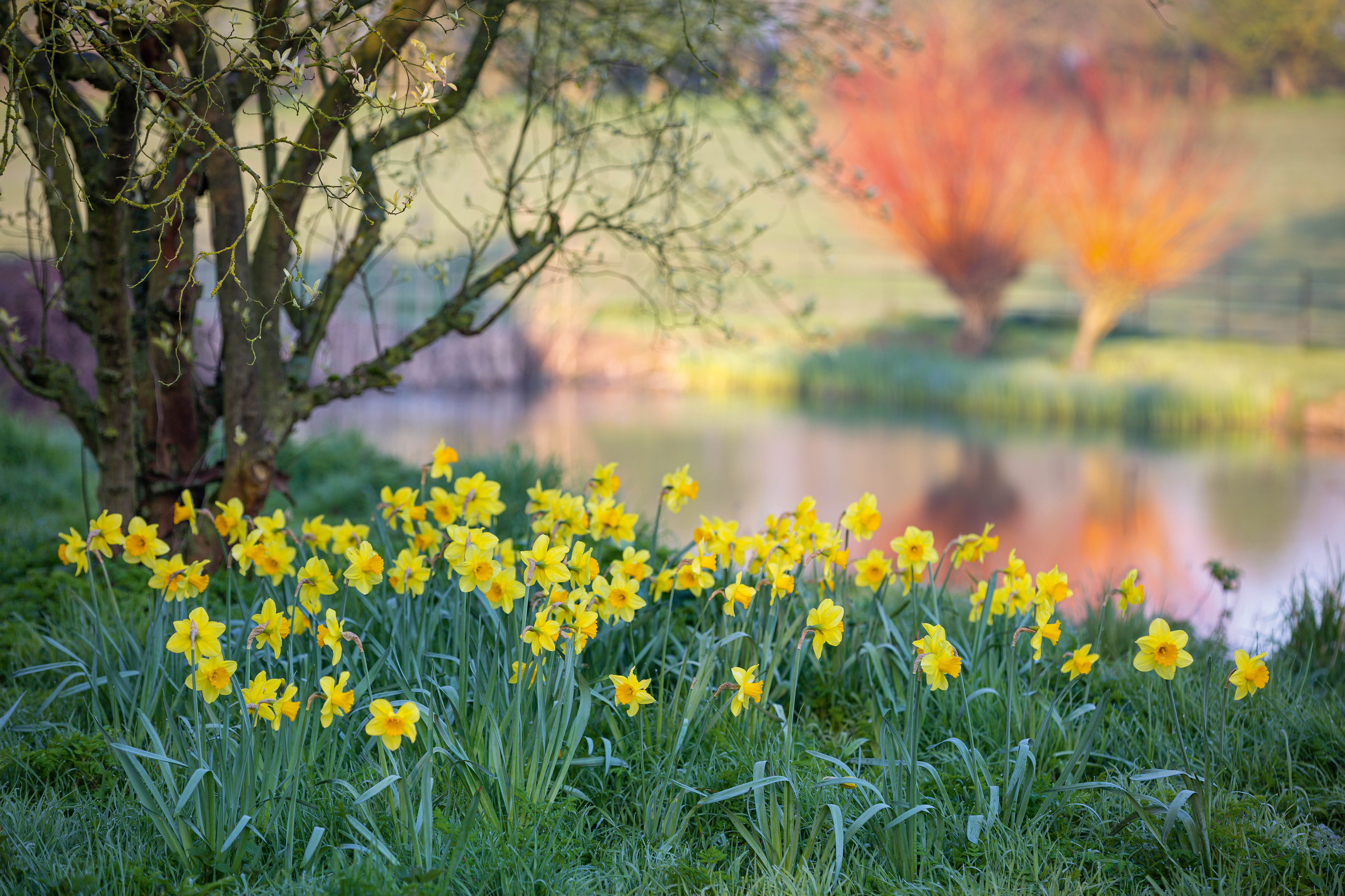 Narcissus 'Helios' growing in grass