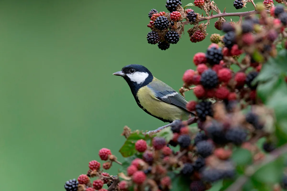 Rubus fructicosus Rubus fructicosus