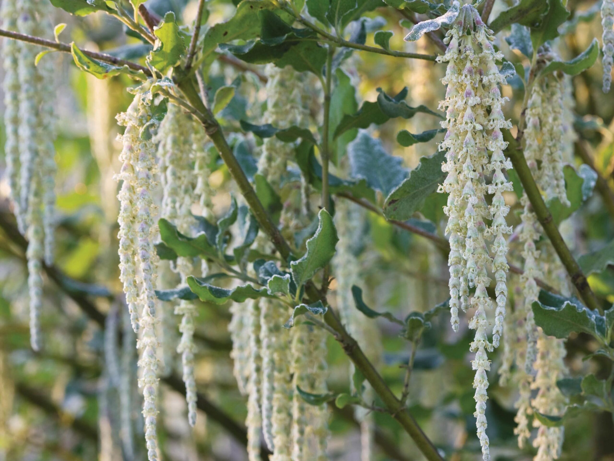A great 'trub' or tree-like shrub: Garrya elliptica 