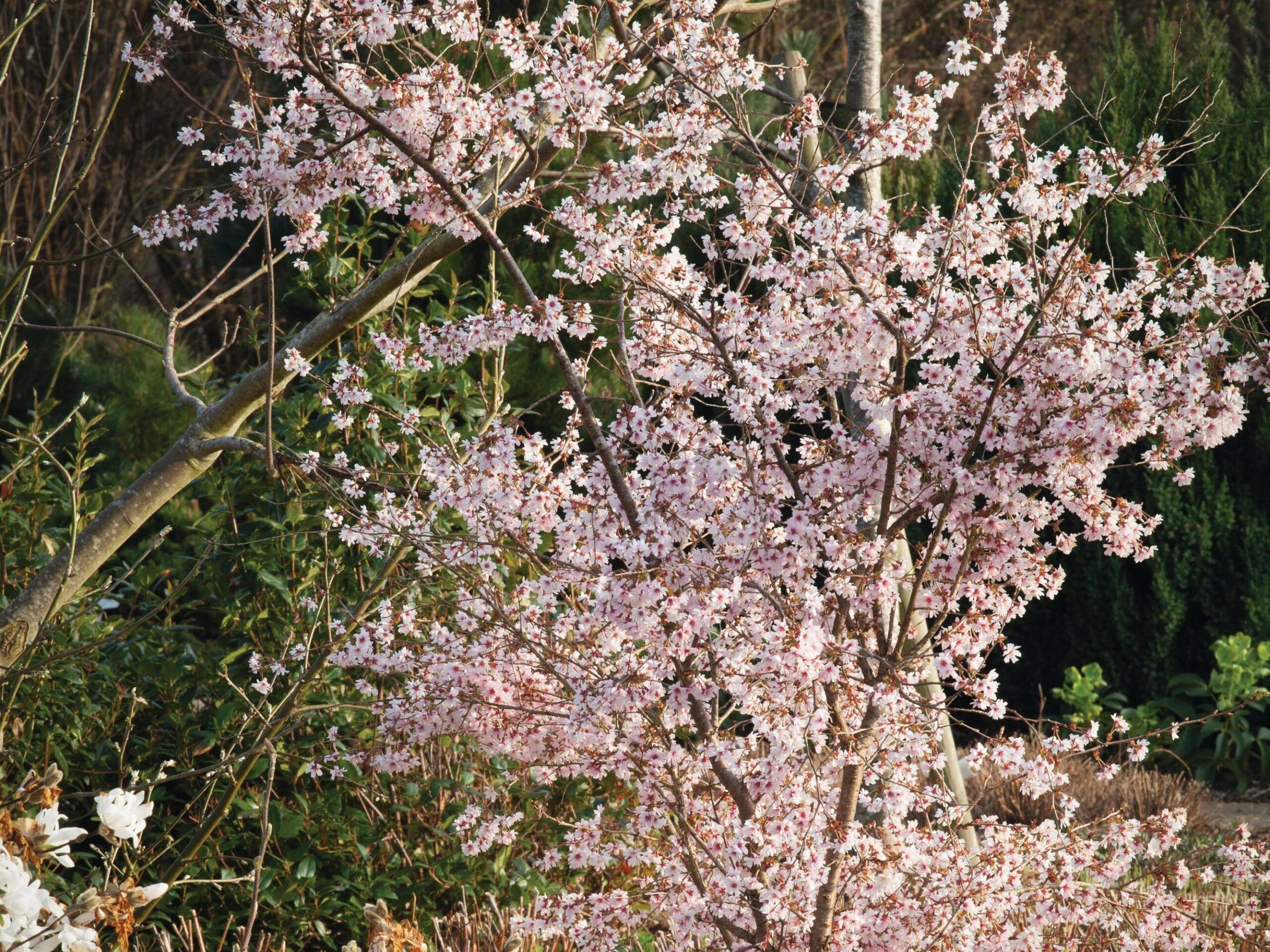 A great trub, or tree-like shrub Prunus incisa ‘Mikinori’