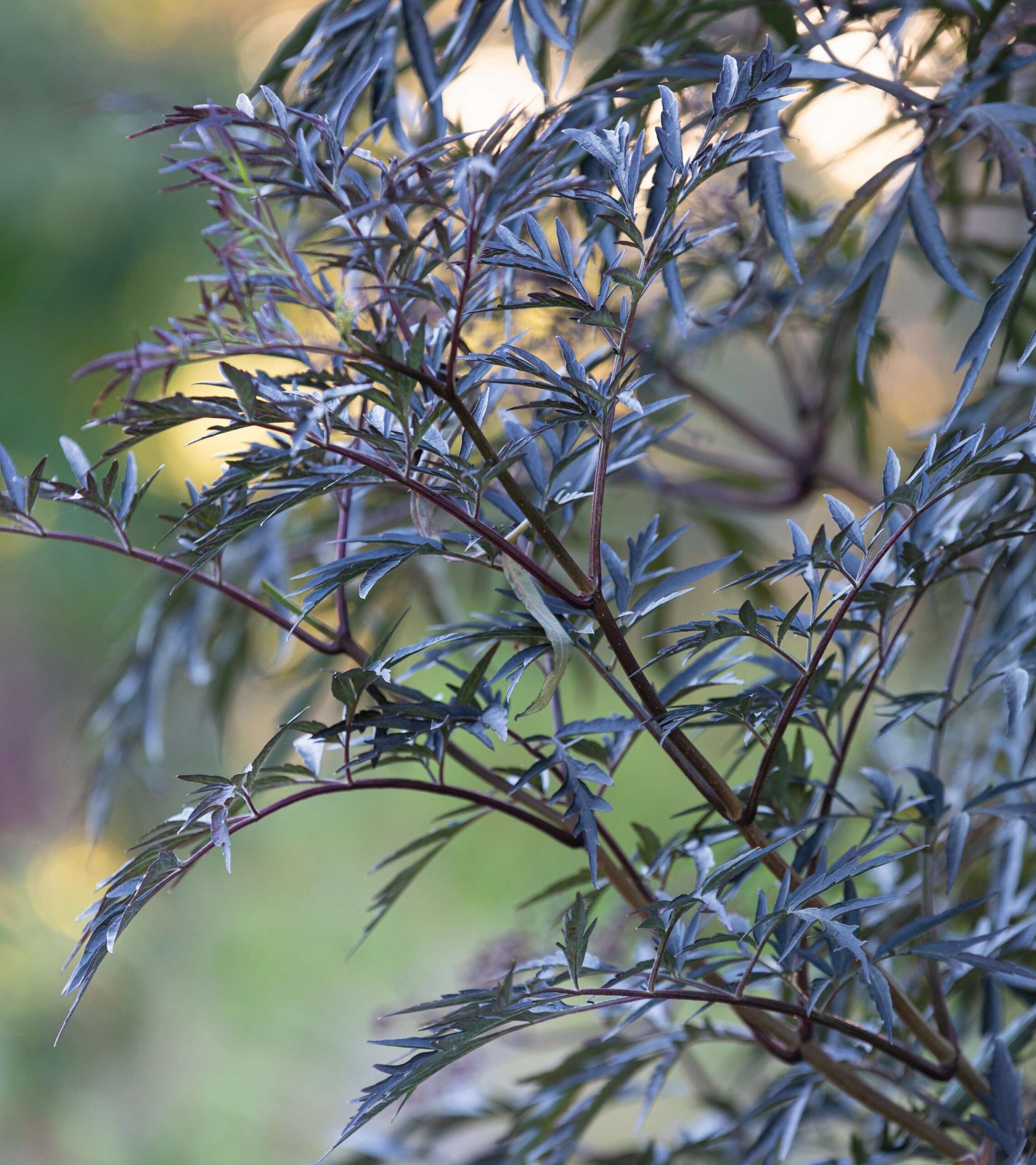 A great 'trub' or tree-like shrub: Sambucus nigra 'Black Lace'