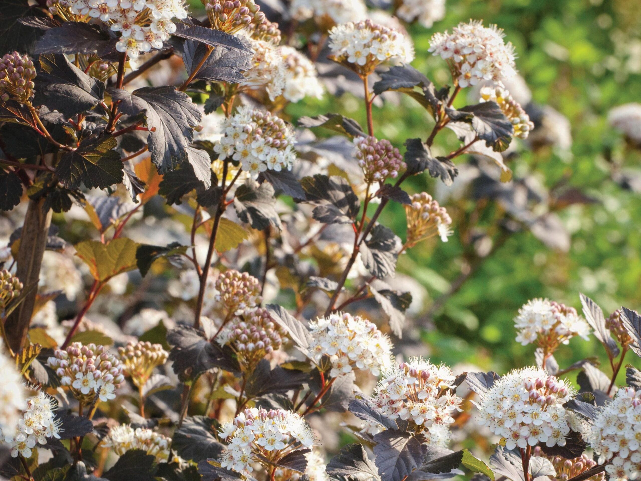 A great 'trub' or tree-like shrub: Physocarpus opulifolius