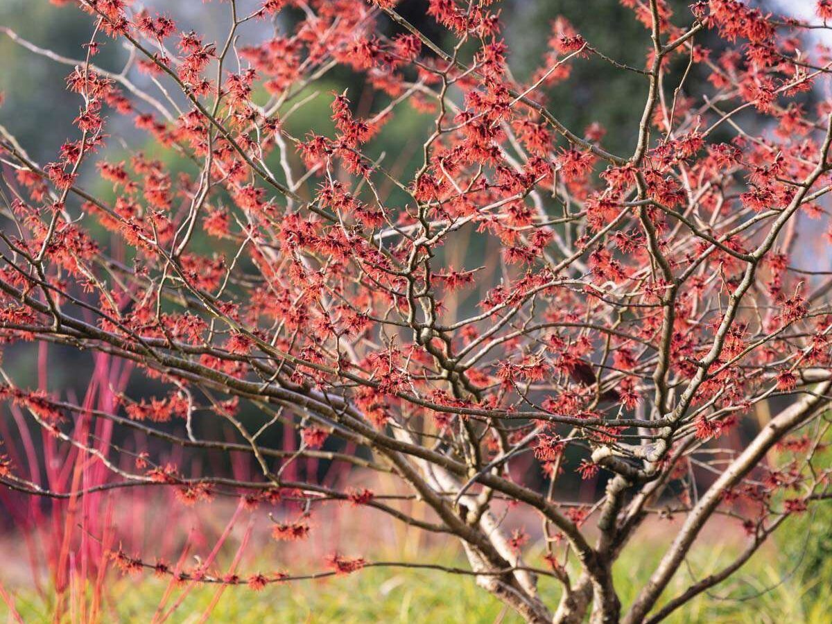 A great 'trub' or tree-like shrub: Hamamelis x intermedia ‘Carmine Red’