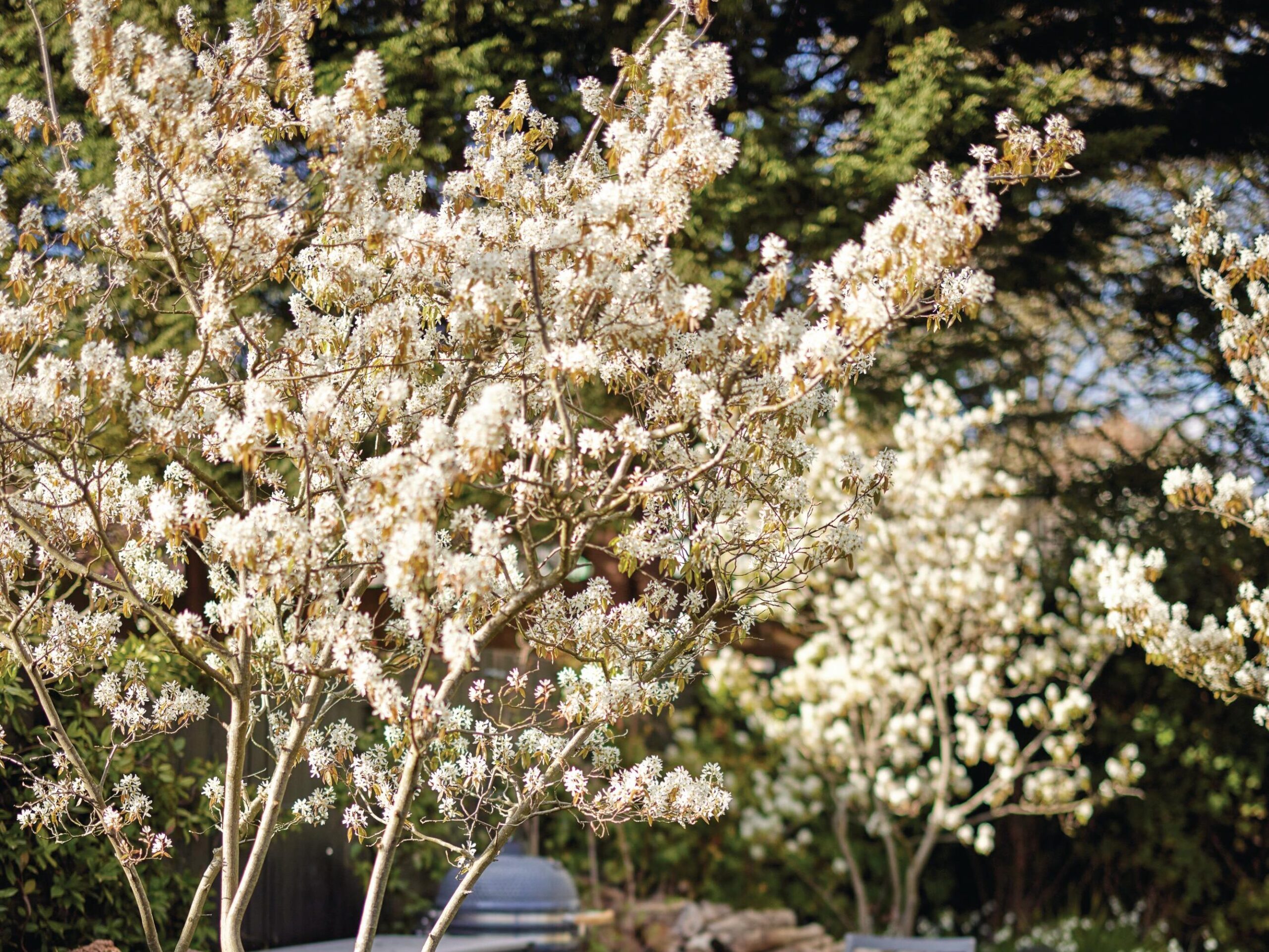 Blossom on tree with garden table