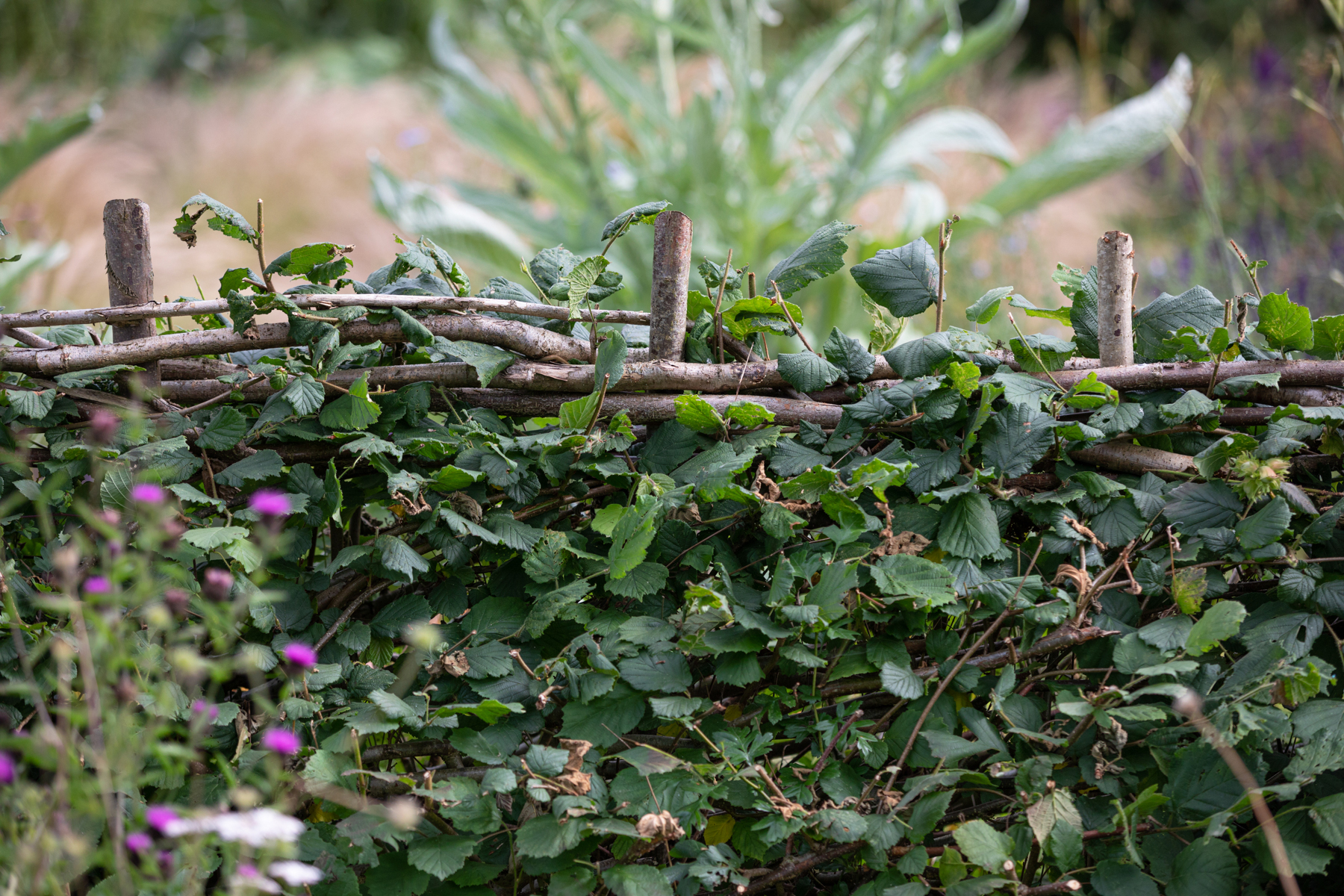 The yew hedge in Sue Townsend's design