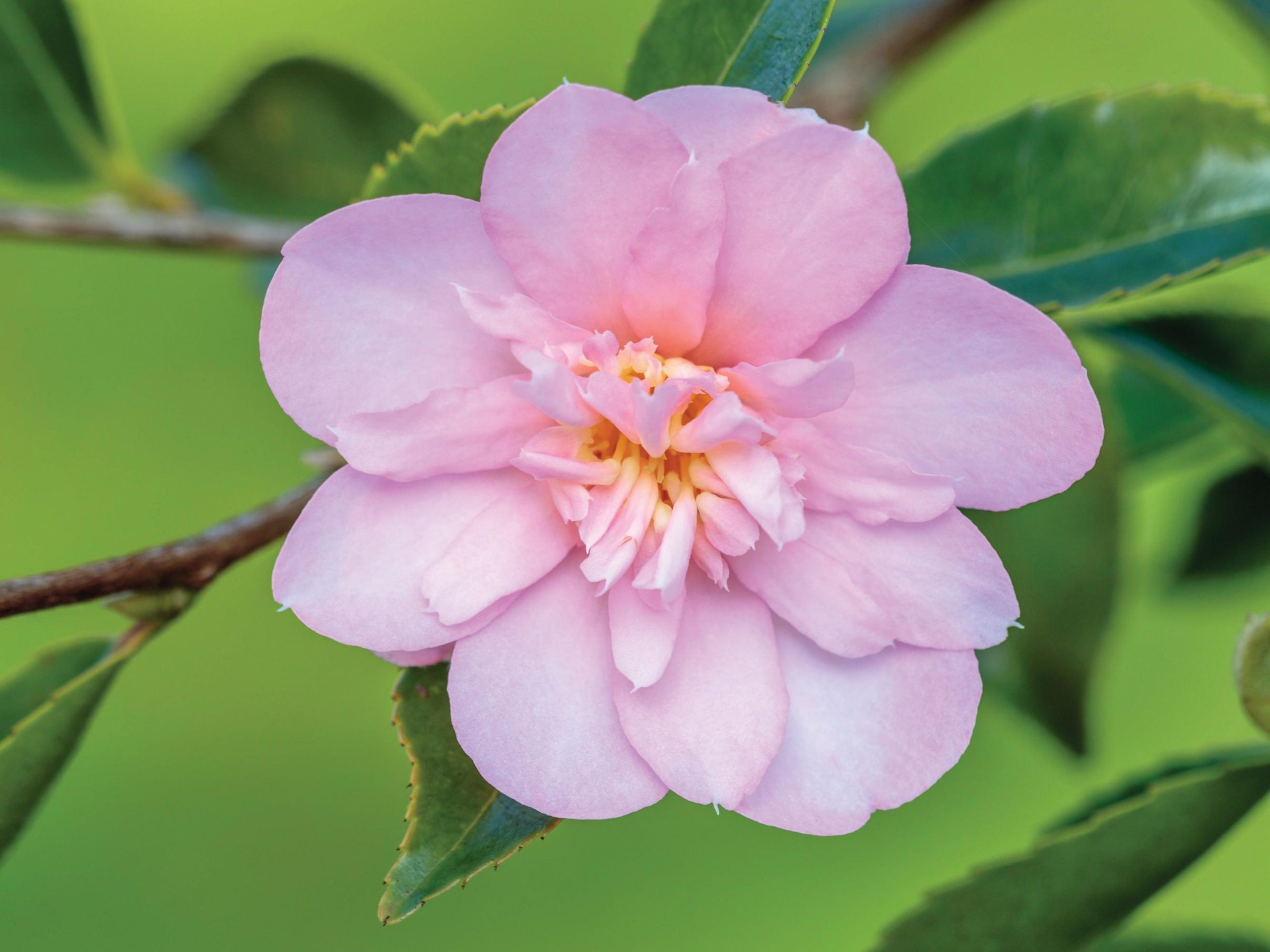 Pink flower