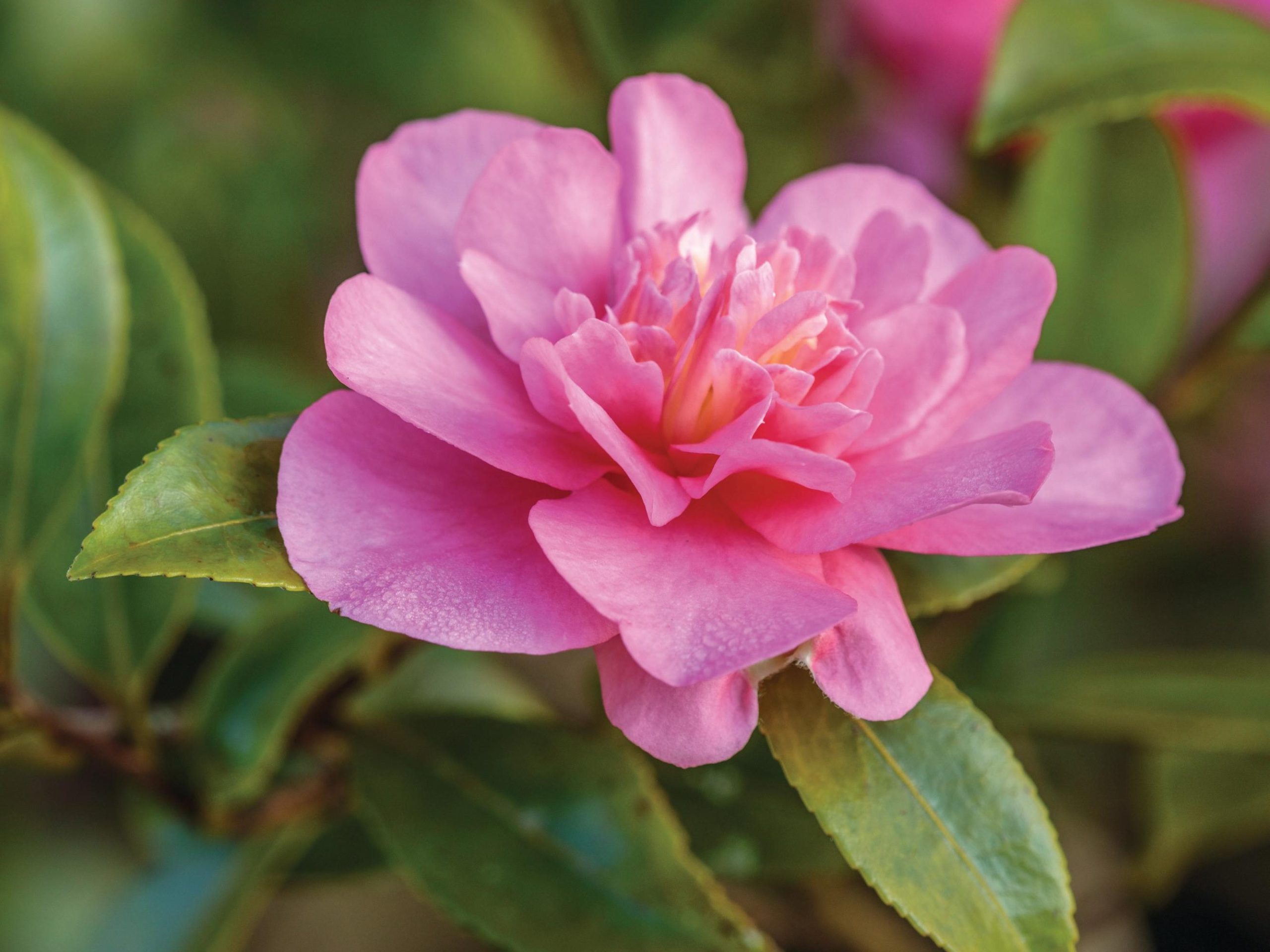 Pink flower