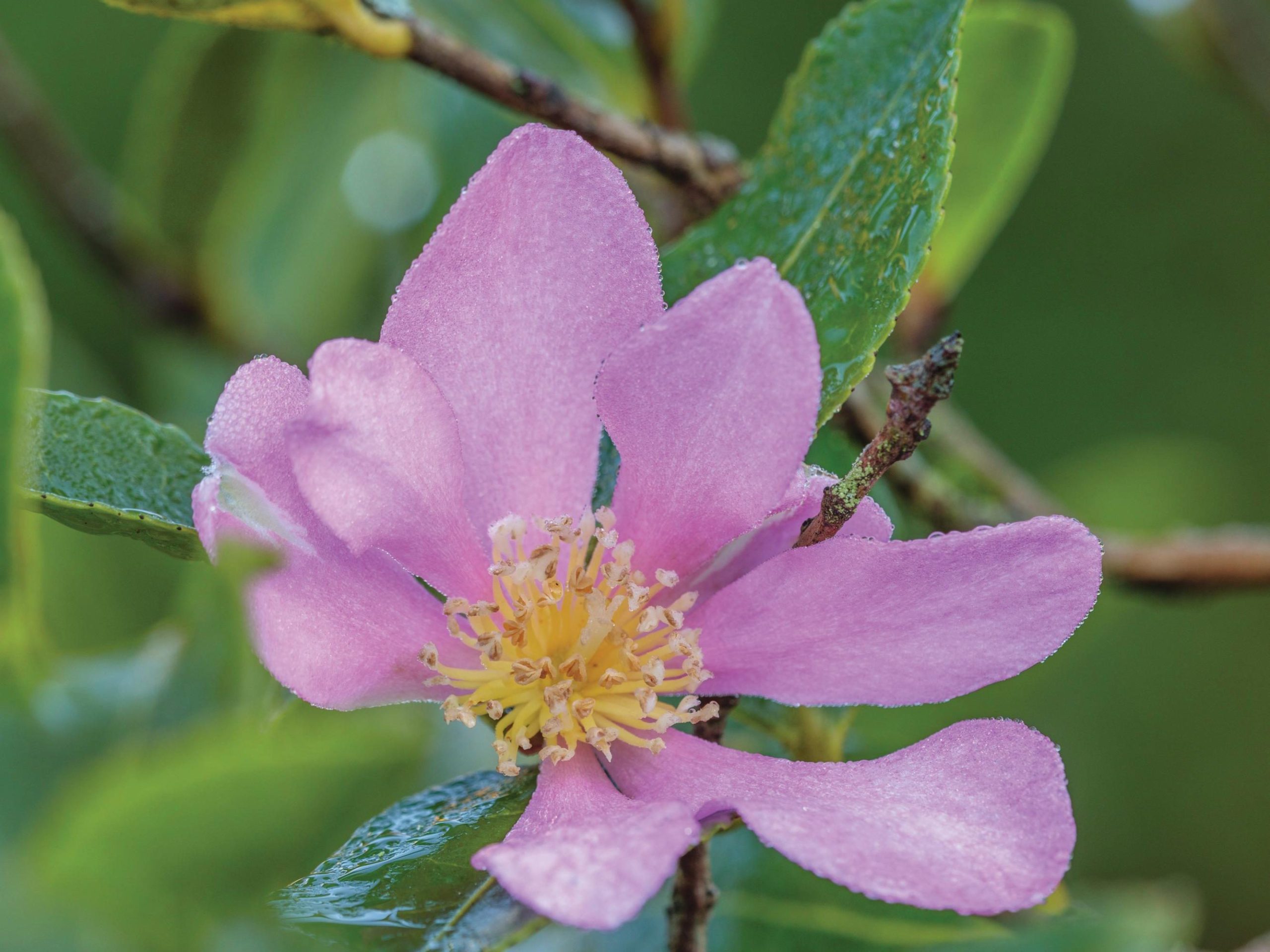 Pink flower