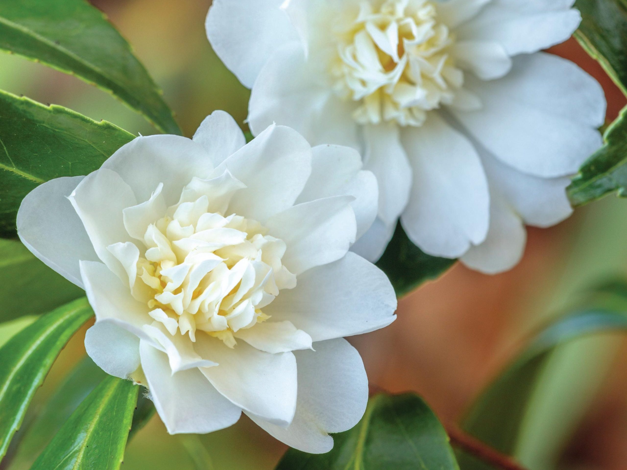 White flower