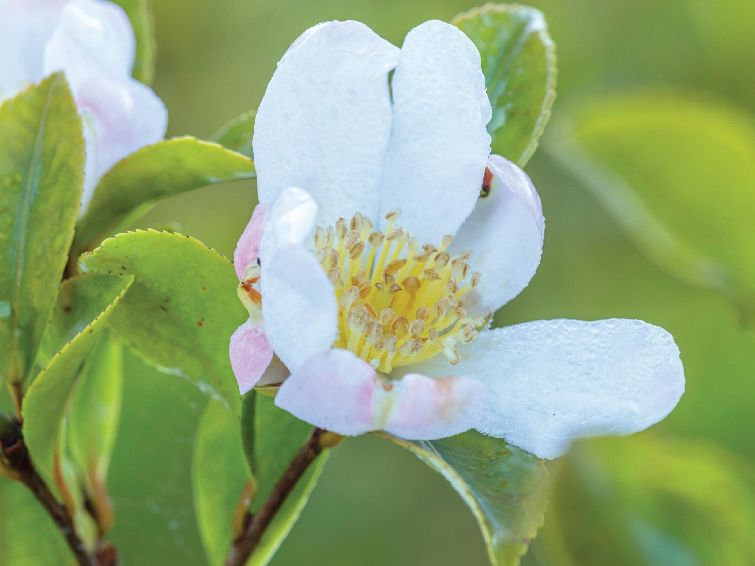 White flower