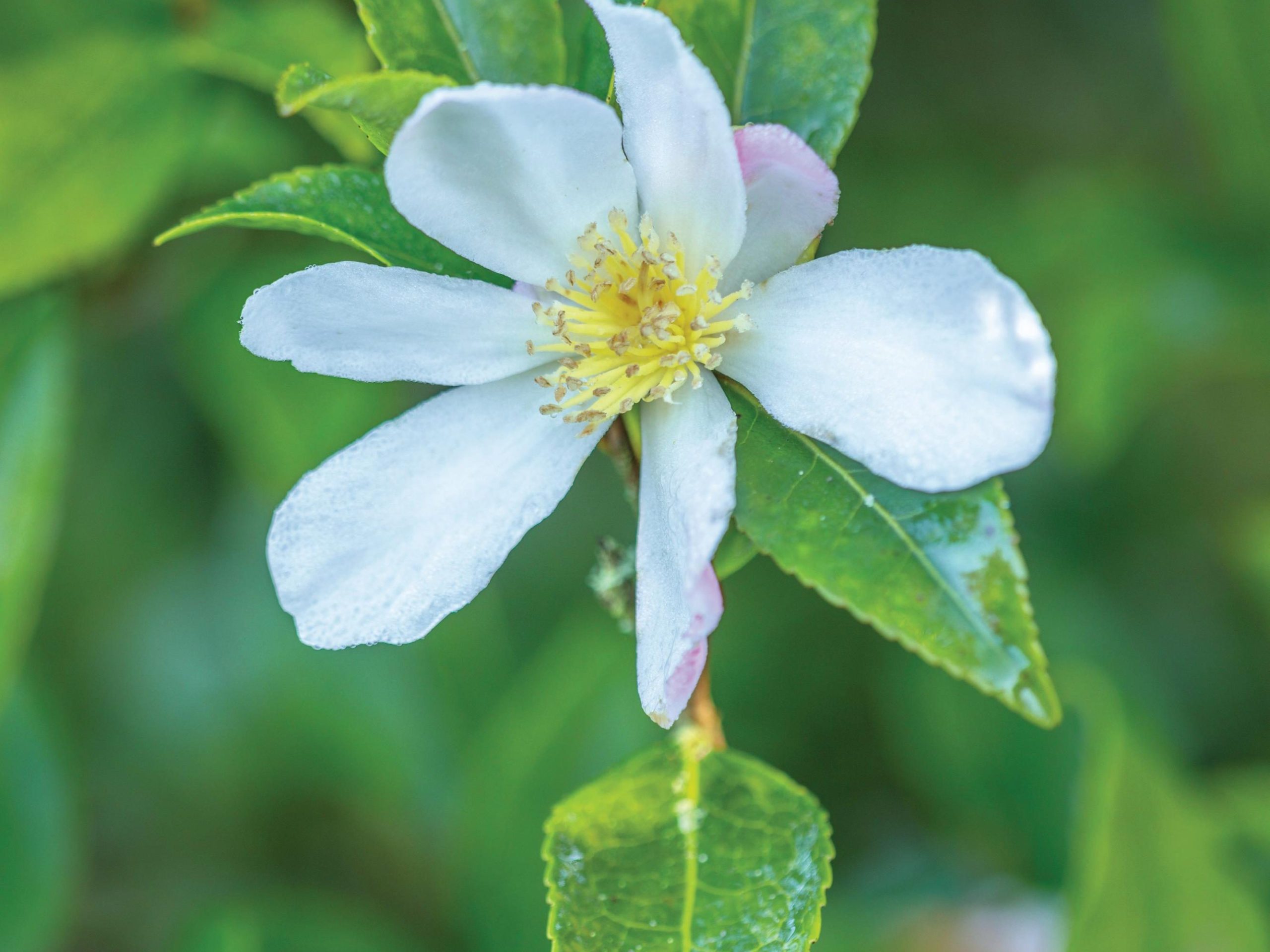 White flower