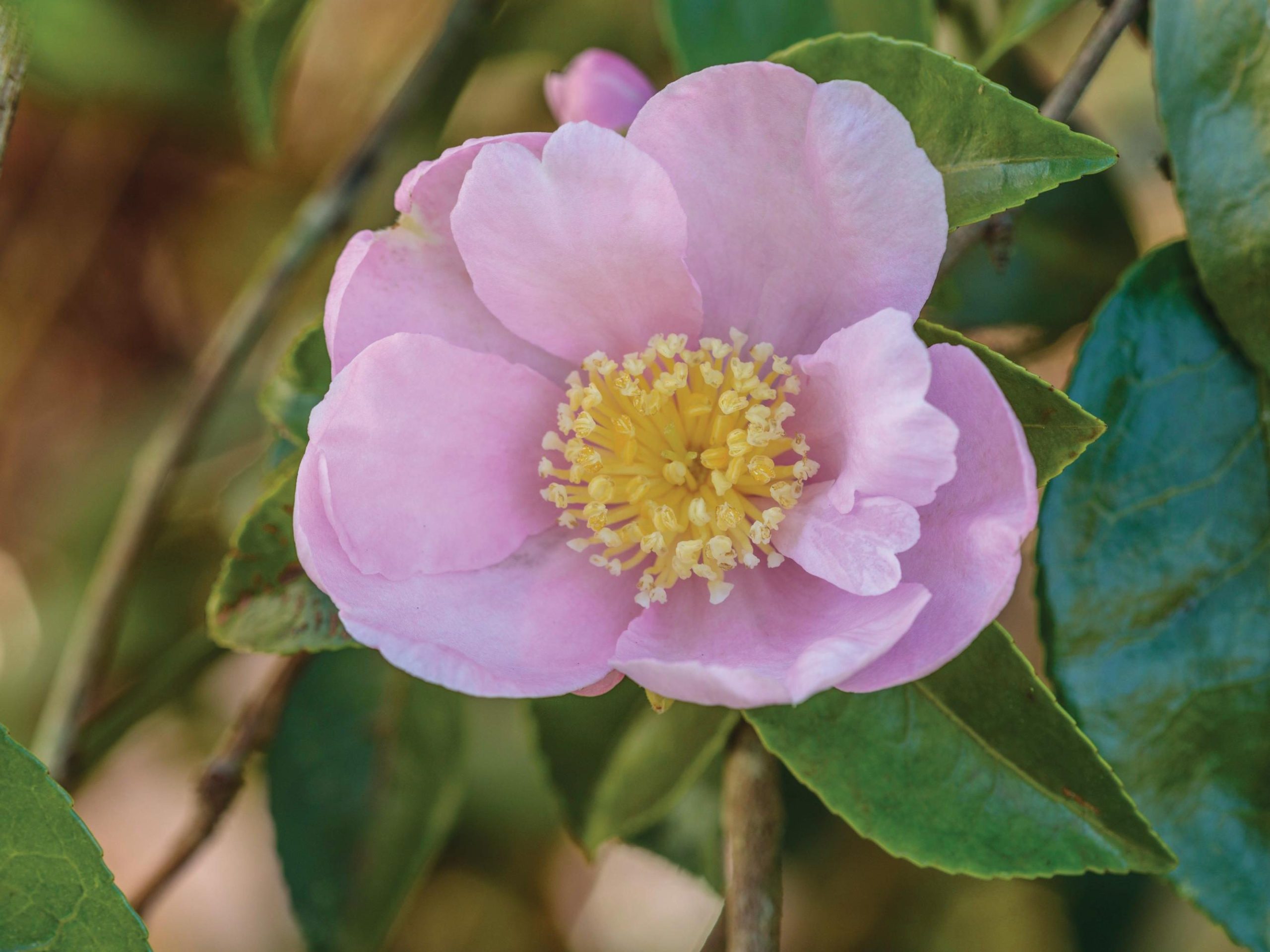 Pale pink flower