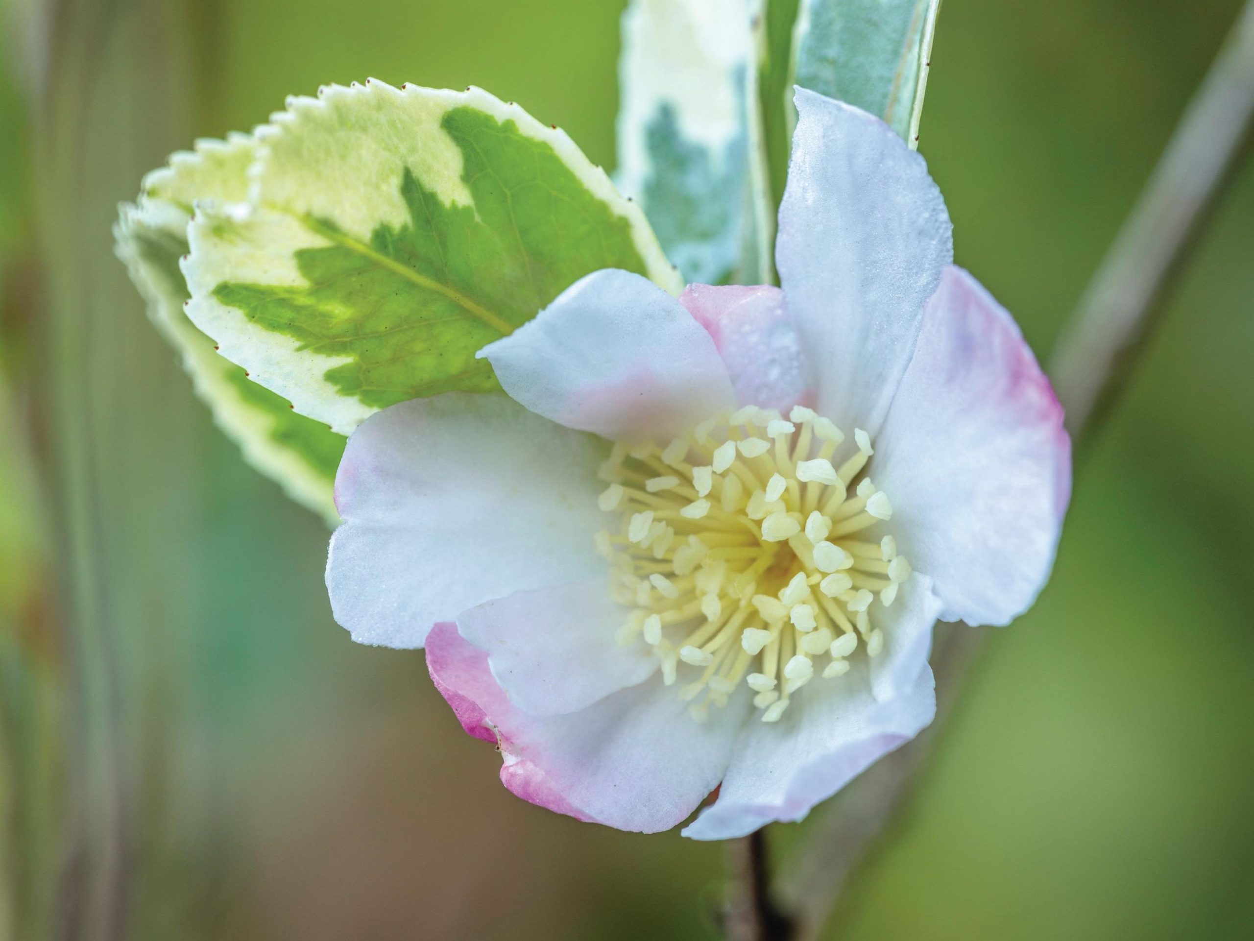White flower