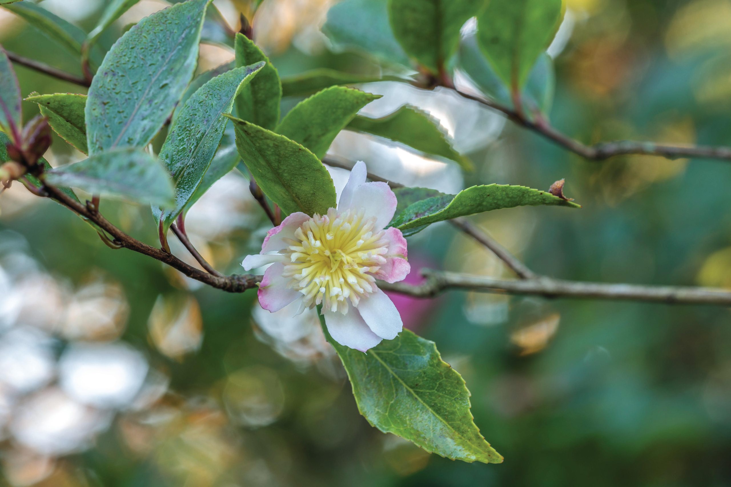 White flower